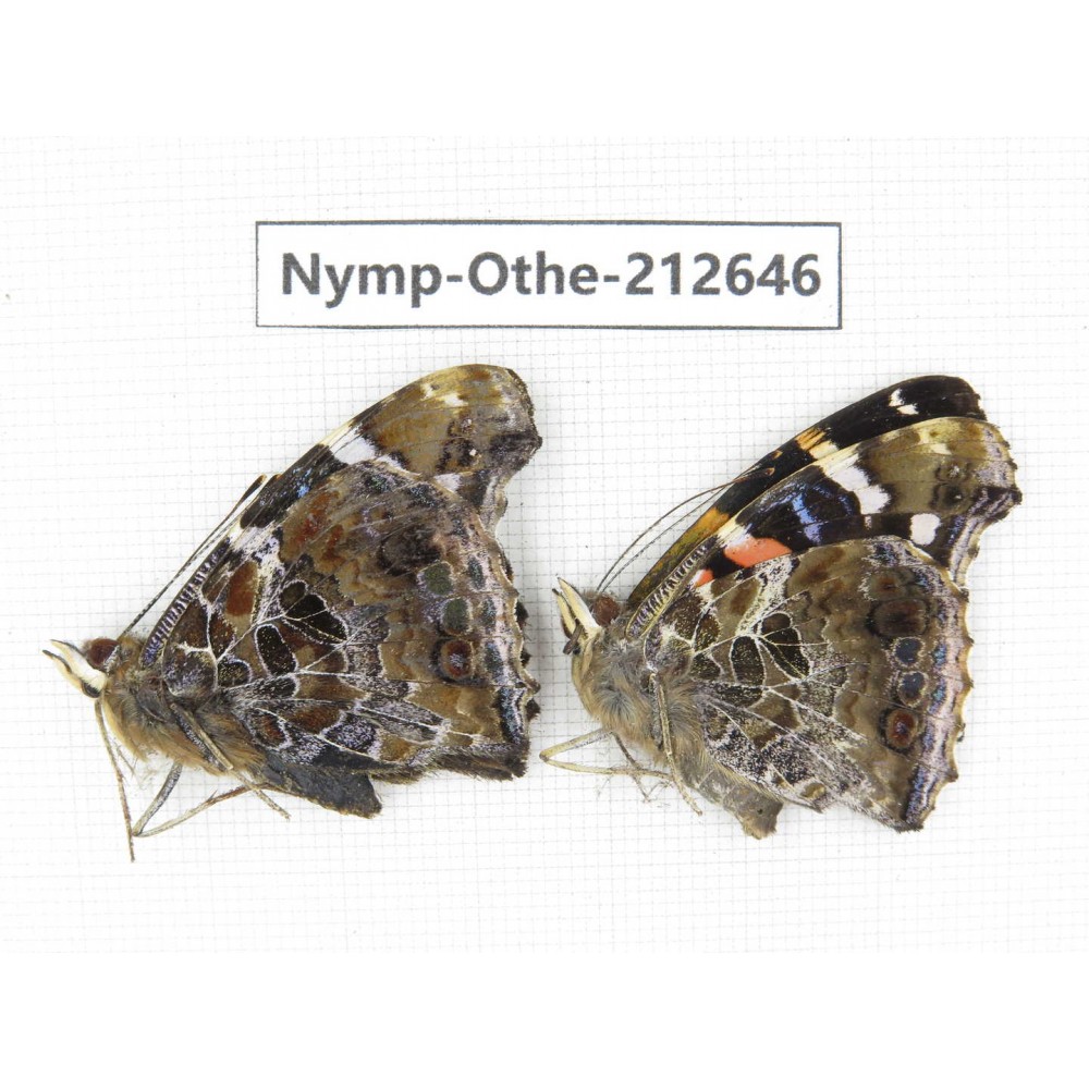 Vanessa indica ssp. China, Yunnan, Nujiang, N of Mt.Biluoxueshan. 1P. Nymp-Othe-212646.