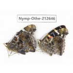 Vanessa indica ssp. China, Yunnan, Nujiang, N of Mt.Biluoxueshan. 1P. Nymp-Othe-212646.