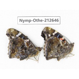 Vanessa indica ssp. China, Yunnan, Nujiang, N of Mt.Biluoxueshan. 1P. Nymp-Othe-212646.
