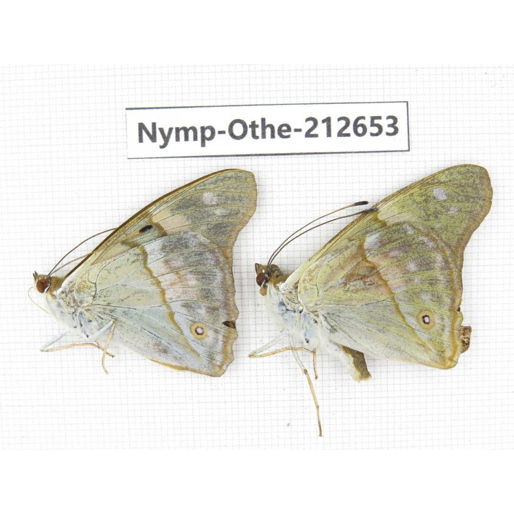 Chitoria ulupi ssp. China, Yunnan, Nujiang, N of Mt.Biluoxueshan. 2M. Nymp-Othe-212653.