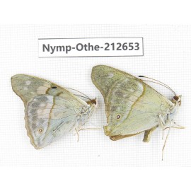 Chitoria ulupi ssp. China, Yunnan, Nujiang, N of Mt.Biluoxueshan. 2M. Nymp-Othe-212653.