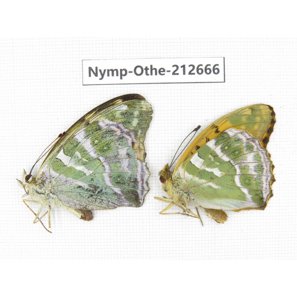 Argynnis paphia ssp. China, Yunnan, Nujiang, N of Mt.Biluoxueshan. 1P. Nymp-Othe-212666.