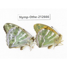 Argynnis paphia ssp. China, Yunnan, Nujiang, N of Mt.Biluoxueshan. 1P. Nymp-Othe-212666.