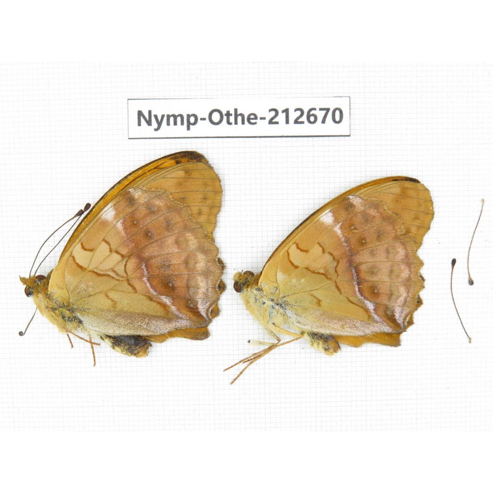 Damora sagana ssp. China, Yunnan, Nujiang, N of Mt.Biluoxueshan. 2M. Nymp-Othe-212670.