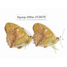 Damora sagana ssp. China, Yunnan, Nujiang, N of Mt.Biluoxueshan. 2M. Nymp-Othe-212670.