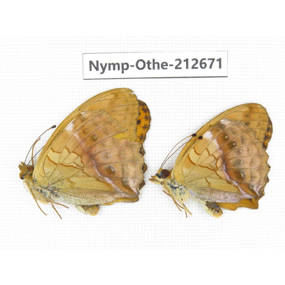 Damora sagana ssp. China, Yunnan, Nujiang, N of Mt.Biluoxueshan. 2M. Nymp-Othe-212671.