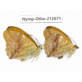 Damora sagana ssp. China, Yunnan, Nujiang, N of Mt.Biluoxueshan. 2M. Nymp-Othe-212671.