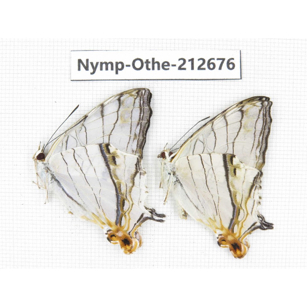 Cyrestis thyodamas ssp. China, Yunnan, Nujiang, N of Mt.Biluoxueshan. 2M. Nymp-Othe-212676.