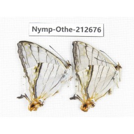 Cyrestis thyodamas ssp. China, Yunnan, Nujiang, N of Mt.Biluoxueshan. 2M. Nymp-Othe-212676.