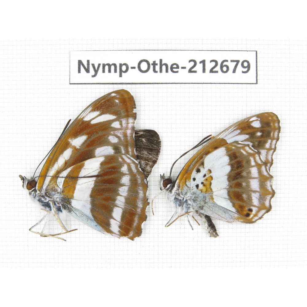Limenitis homeyeri ssp & Athyma opalina ssp. China, Yunnan, Nujiang, N of Mt.Biluoxueshan. 2M. Nymp-Othe-212679.