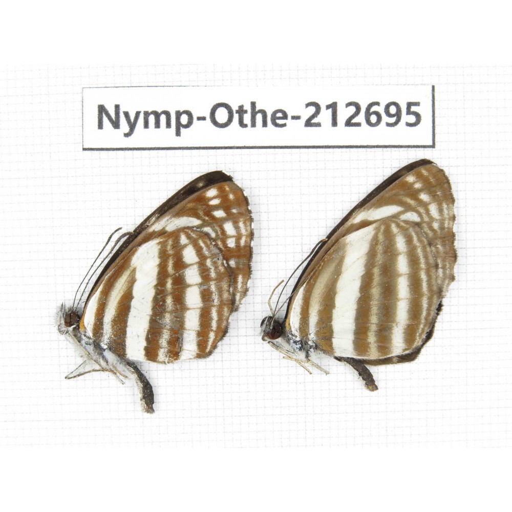 Neptis sp. China, Yunnan, Nujiang, N of Mt.Biluoxueshan. 2M. Nymp-Othe-212695.