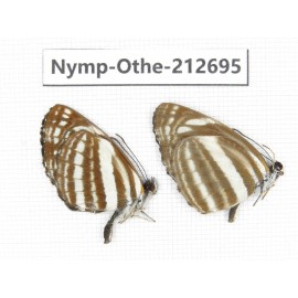 Neptis sp. China, Yunnan, Nujiang, N of Mt.Biluoxueshan. 2M. Nymp-Othe-212695.