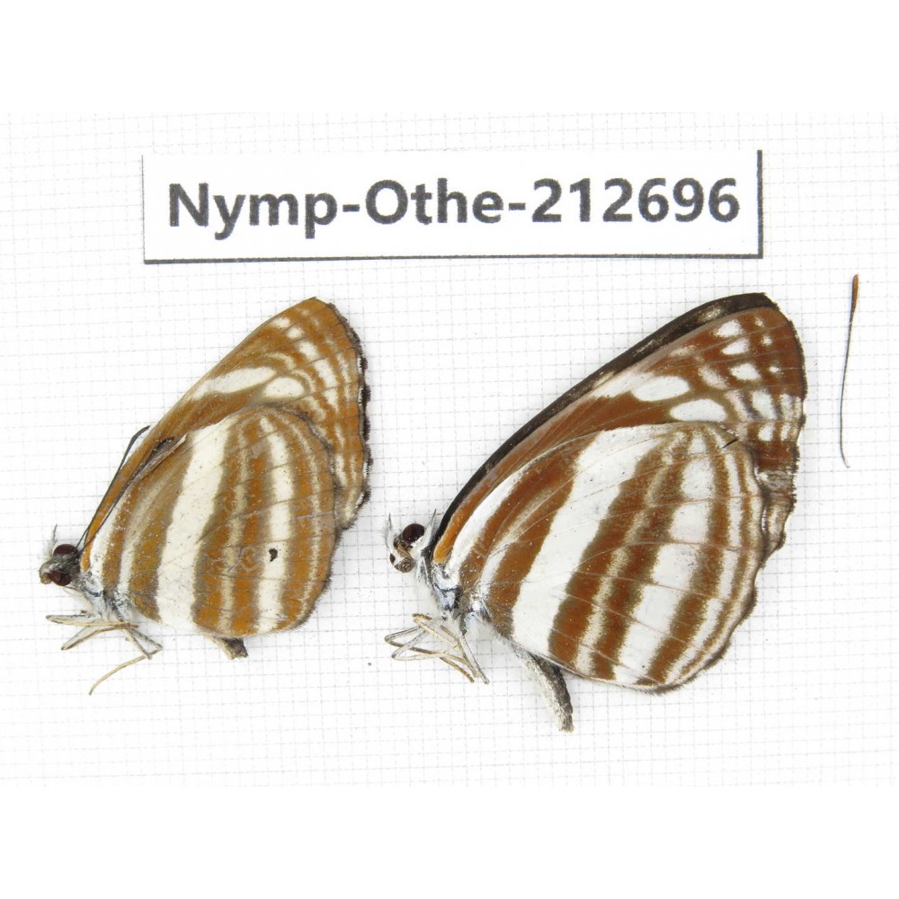 Neptis sp. China, Yunnan, Nujiang, N of Mt.Biluoxueshan. 2M. Nymp-Othe-212696.