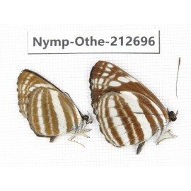 Neptis sp. China, Yunnan, Nujiang, N of Mt.Biluoxueshan. 2M. Nymp-Othe-212696.