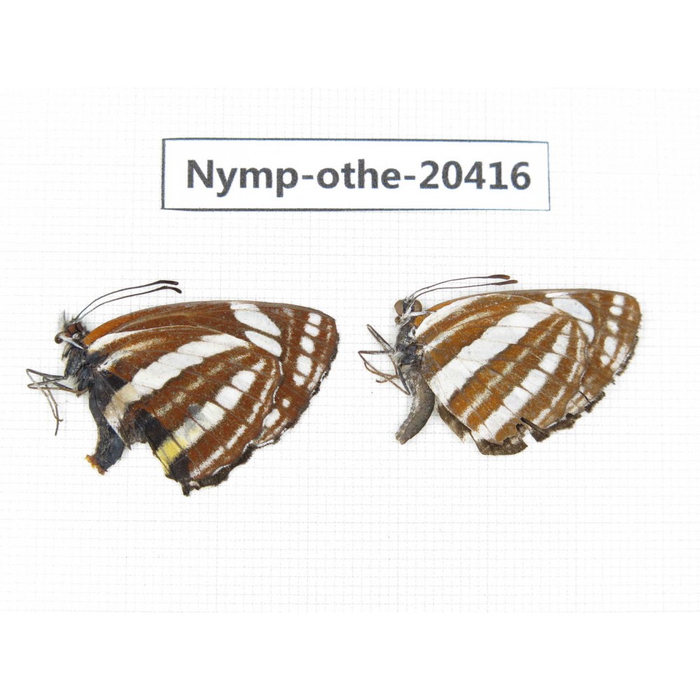 Neptis sp. China, Yunnan, Xiangerila area, Mt. Daxueshan. 2M. Nymp-Othe-20416.