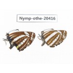 Neptis sp. China, Yunnan, Xiangerila area, Mt. Daxueshan. 2M. Nymp-Othe-20416.