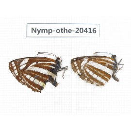 Neptis sp. China, Yunnan, Xiangerila area, Mt. Daxueshan. 2M. Nymp-Othe-20416.