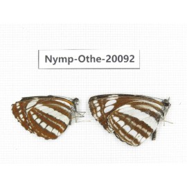 Neptis sp. China, Yunnan, Xiangerila area, Weixi county. 2M. Nymp-Othe-20092.