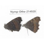 Aglais chinensis. China, Yunnan, Xiangerila, Weixi county, N of Mt.Yunling. 1P. Nymp-Othe-214920.