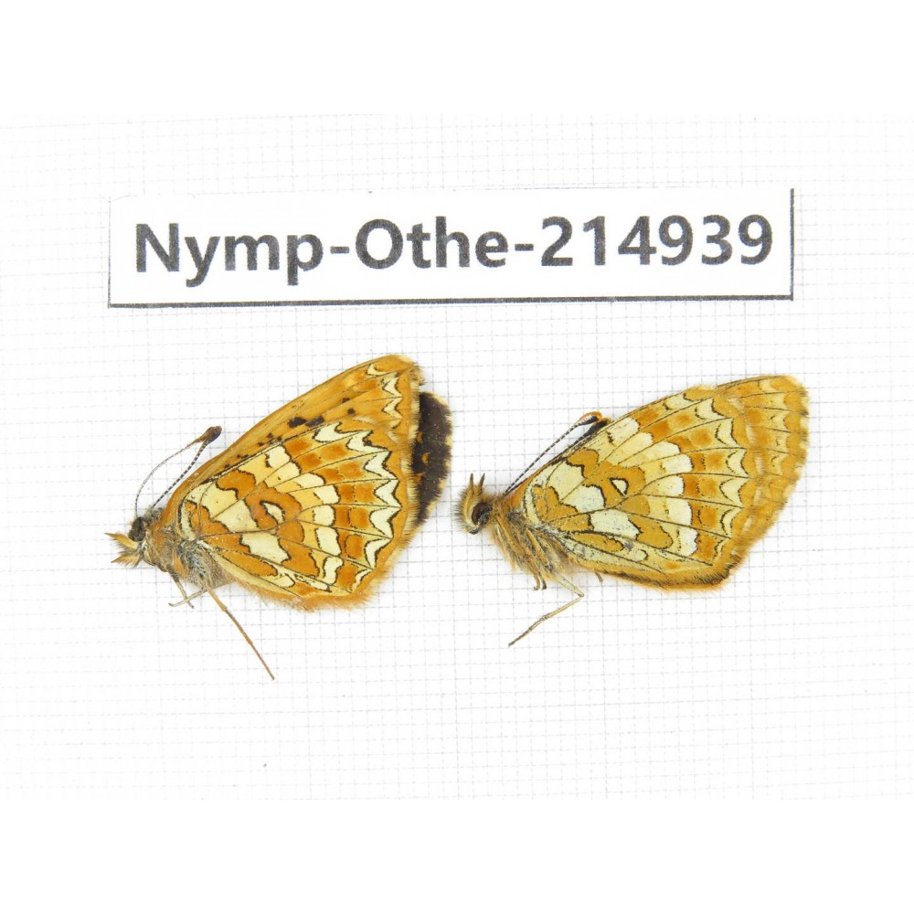Melitaea jezabel. China, Yunnan, Xiangerila, Weixi county, N of Mt.Yunling. 2M. Nymp-Othe-214939.