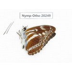 Athyma asura ssp. China, Yunnan, Xishuangbanna, Mengla. 1M. Nymp-Othe-20249.