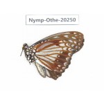 Hestina nama ssp. China, Yunnan, Xishuangbanna, Mengla. 1M. Nymp-Othe-20250.