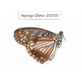 Hestina nama ssp. China, Yunnan, Xishuangbanna, Mengla. 1M. Nymp-Othe-20250.
