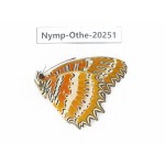 Cethosia biblis ssp. China, Yunnan, Xishuangbanna, Mengla. 1M. Nymp-Othe-20251.