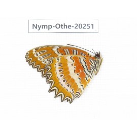 Cethosia biblis ssp. China, Yunnan, Xishuangbanna, Mengla. 1M. Nymp-Othe-20251.