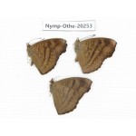 Pseudergolis wedah. China, Yunnan, Xishuangbanna, Mengla. 3M. Nymp-Othe-20253.