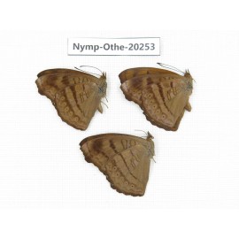 Pseudergolis wedah. China, Yunnan, Xishuangbanna, Mengla. 3M. Nymp-Othe-20253.