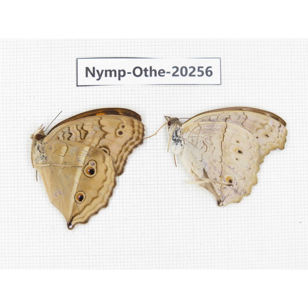 Junonia lemonias ssp & Junonia almana ssp. China, Yunnan, Xishuangbanna, Mengla. 2M. Nymp-Othe-20256.