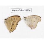 Junonia lemonias ssp & Junonia almana ssp. China, Yunnan, Xishuangbanna, Mengla. 2M. Nymp-Othe-20256.
