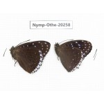 Stibochiona nicea ssp. China, Yunnan, Xishuangbanna, Mengla. 2M. Nymp-Othe-20258.