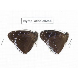Stibochiona nicea ssp. China, Yunnan, Xishuangbanna, Mengla. 2M. Nymp-Othe-20258.