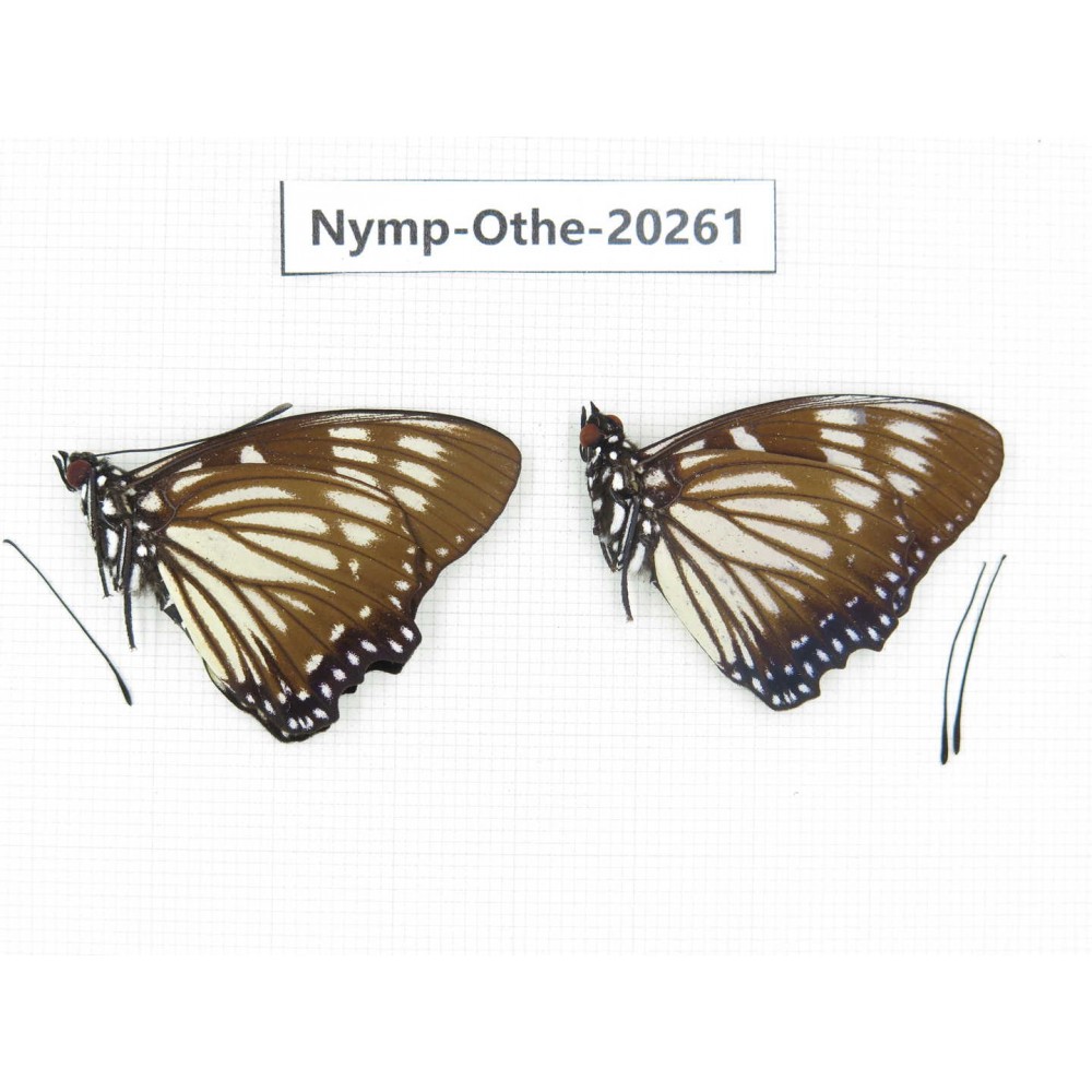 Euripus nyctelius ssp. China, Yunnan, Xishuangbanna, Mengla. 2M. Nymp-Othe-20261.