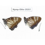 Euripus nyctelius ssp. China, Yunnan, Xishuangbanna, Mengla. 2M. Nymp-Othe-20261.