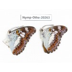 Moduza procris. China, Yunnan, Xishuangbanna, Mengla. 2M. Nymp-Othe-20263.