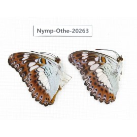 Moduza procris. China, Yunnan, Xishuangbanna, Mengla. 2M. Nymp-Othe-20263.