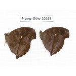 Junonia iphita ssp. China, Yunnan, Xishuangbanna, Mengla. 2M. Nymp-Othe-20265.