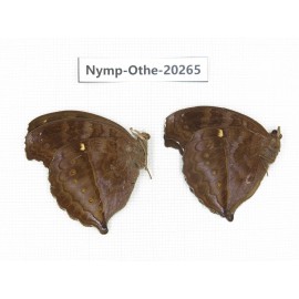 Junonia iphita ssp. China, Yunnan, Xishuangbanna, Mengla. 2M. Nymp-Othe-20265.