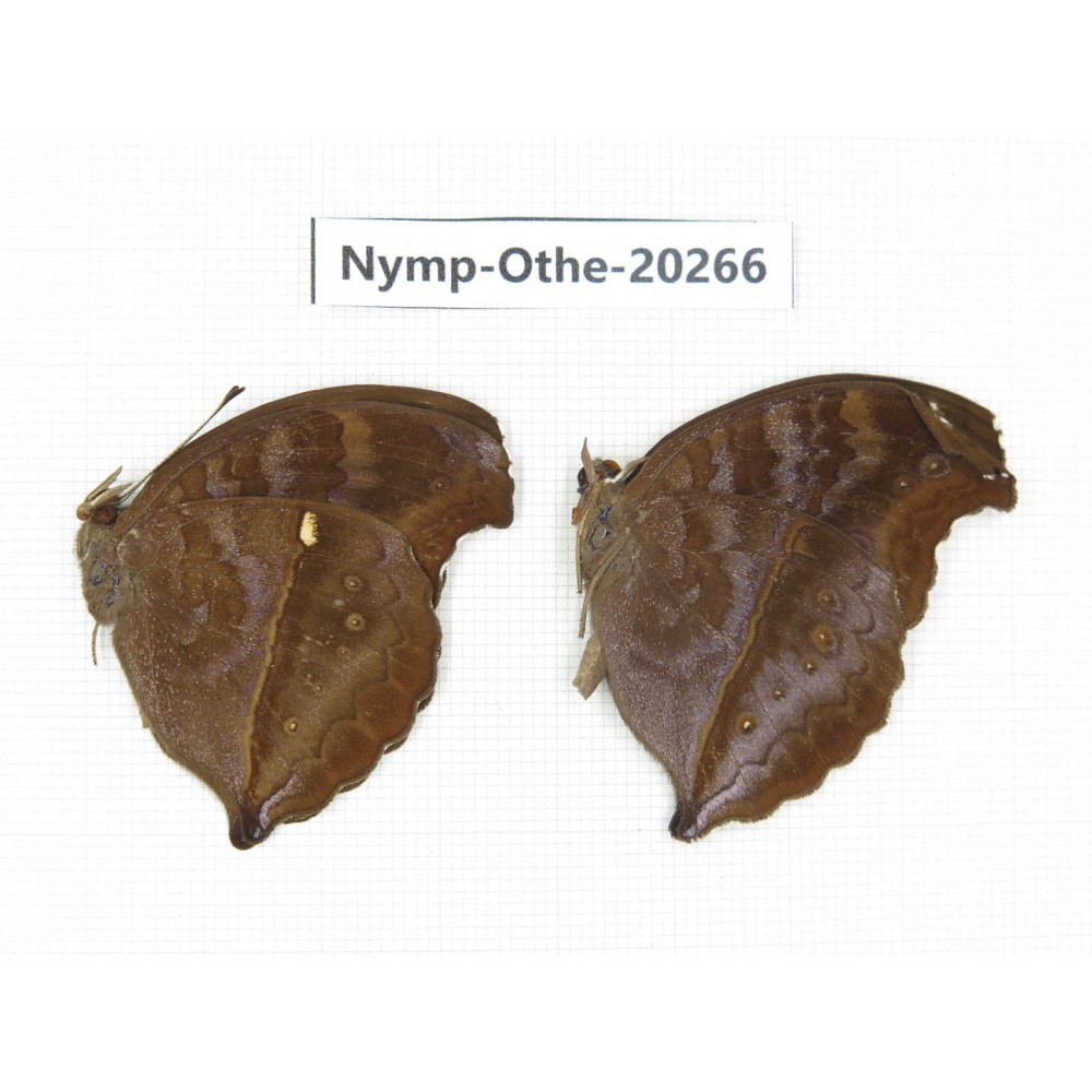 Junonia iphita ssp. China, Yunnan, Xishuangbanna, Mengla. 2M. Nymp-Othe-20266.