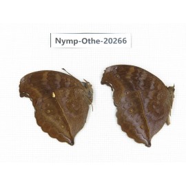 Junonia iphita ssp. China, Yunnan, Xishuangbanna, Mengla. 2M. Nymp-Othe-20266.