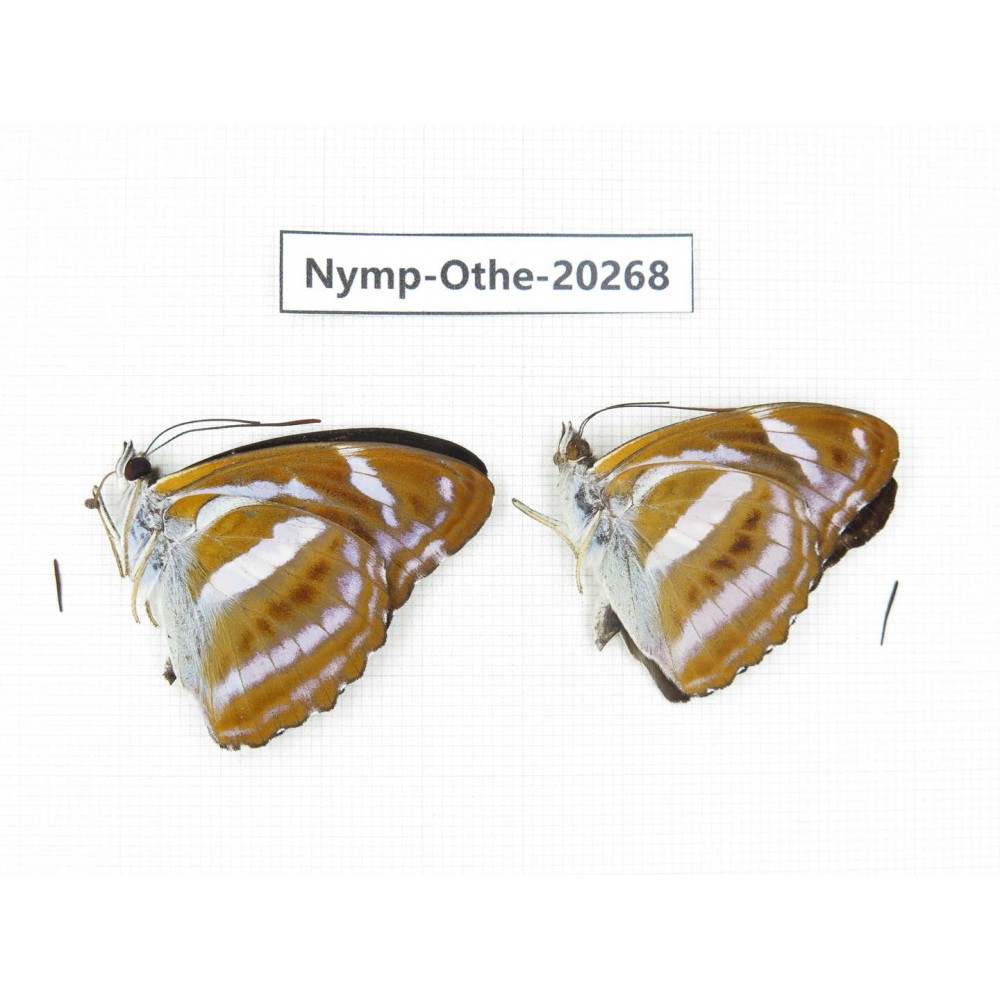 Athyma nefte ssp. China, Yunnan, Xishuangbanna, Mengla. 2M. Nymp-Othe-20268.