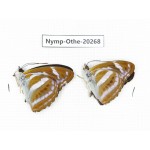 Athyma nefte ssp. China, Yunnan, Xishuangbanna, Mengla. 2M. Nymp-Othe-20268.