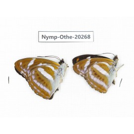 Athyma nefte ssp. China, Yunnan, Xishuangbanna, Mengla. 2M. Nymp-Othe-20268.