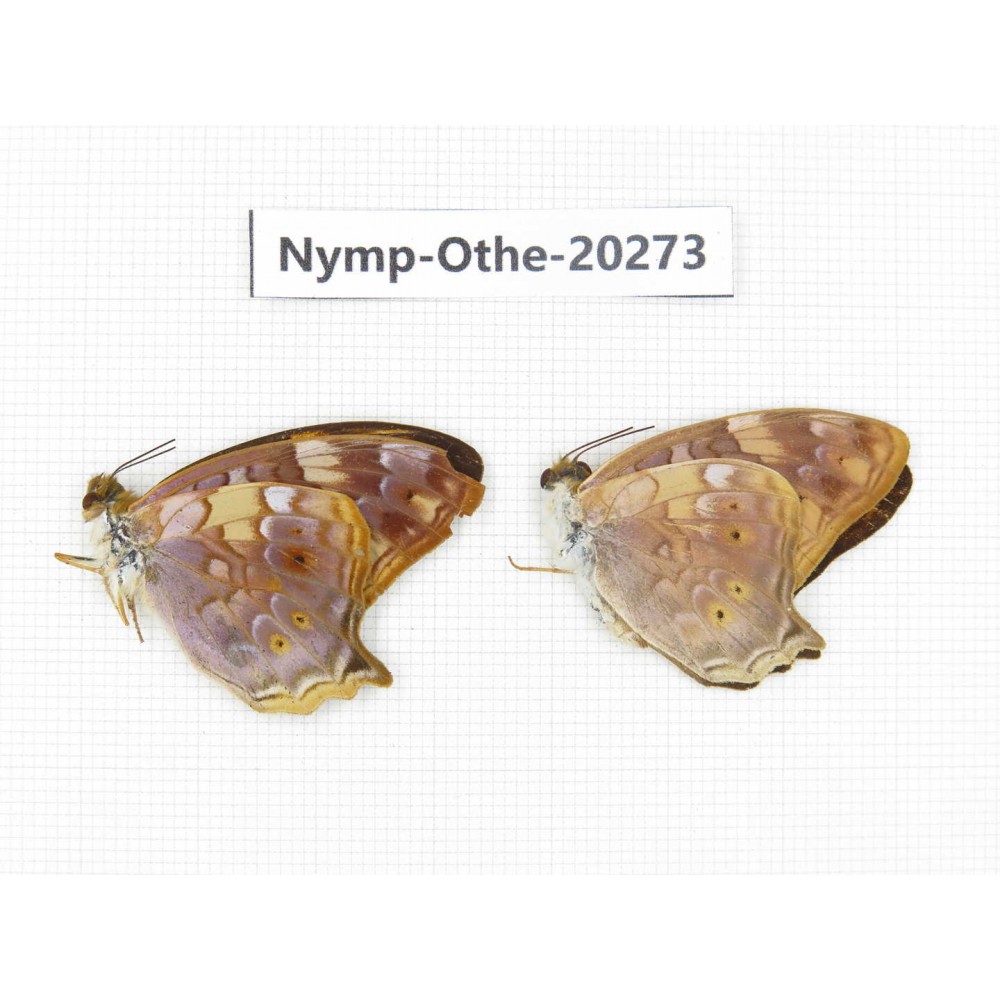 Vagrans egista ssp. China, Yunnan, Xishuangbanna, Mengla. 2M. Nymp-Othe-20273.