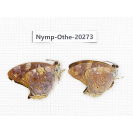 Vagrans egista ssp. China, Yunnan, Xishuangbanna, Mengla. 2M. Nymp-Othe-20273.
