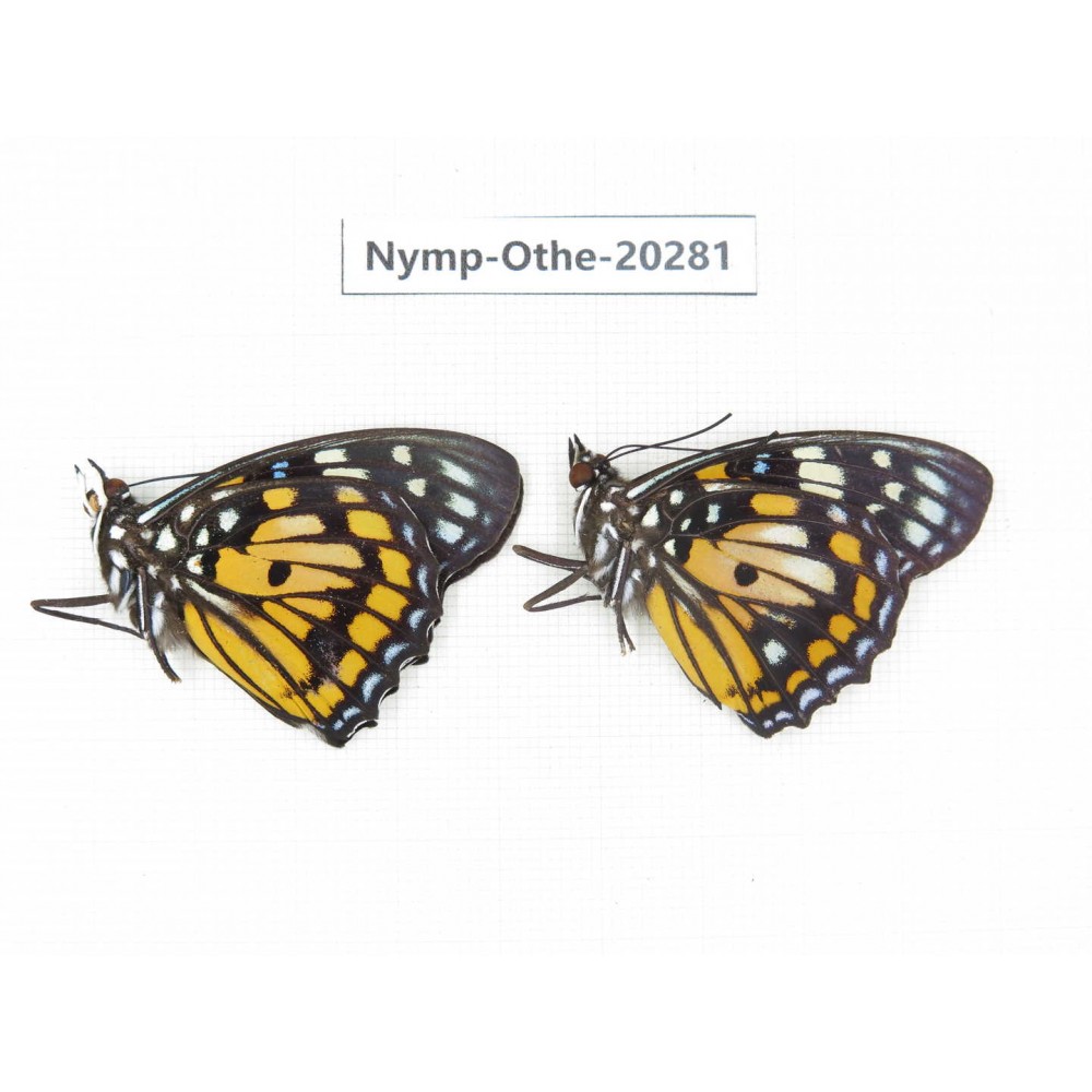 Sephisa chandra ssp. China, Yunnan, Xishuangbanna, Mengla. 2M. Nymp-Othe-20281.