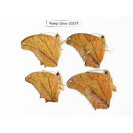 Vindula erota ssp. China, Yunnan, Xishuangbanna, Mengla. 4M. Nymp-Othe-20331.